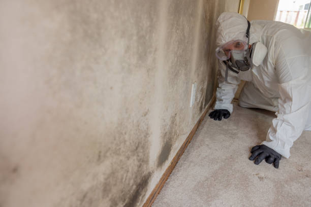 Best Mold Odor Removal Services in Shakopee, MN